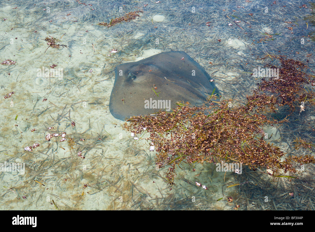 Coco Cay, Bahamas - August 2008 - Stingray in shallow waters off Coco Cay, a private island owned by Royal Caribbean Cruise Line Stock Photo