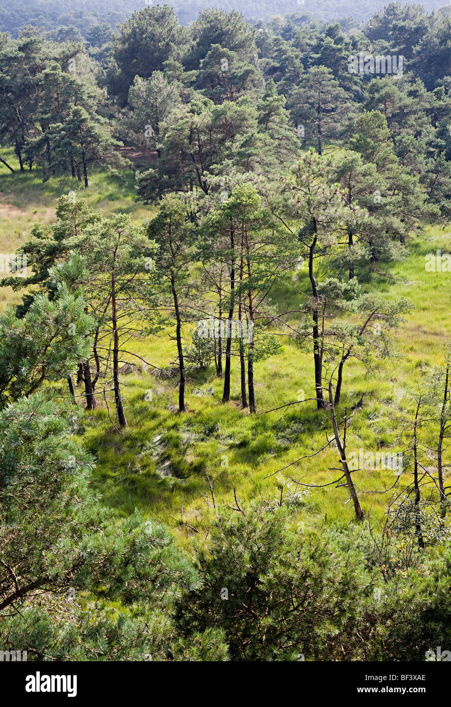 Forest clearings hires stock photography and images Alamy