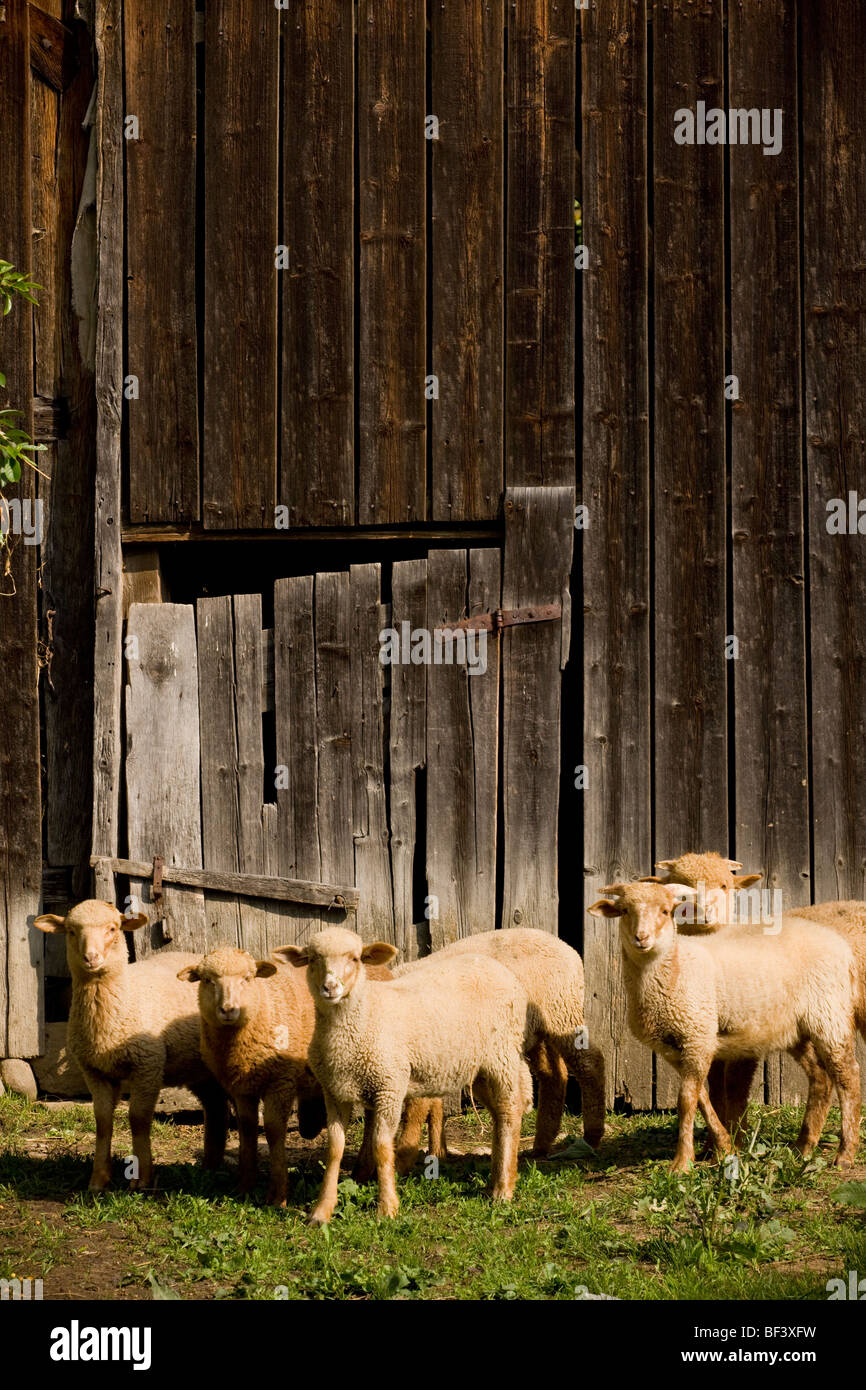 Young sheep in courtyard of Saxon house in Viscri, Transylvania. Romania Stock Photo