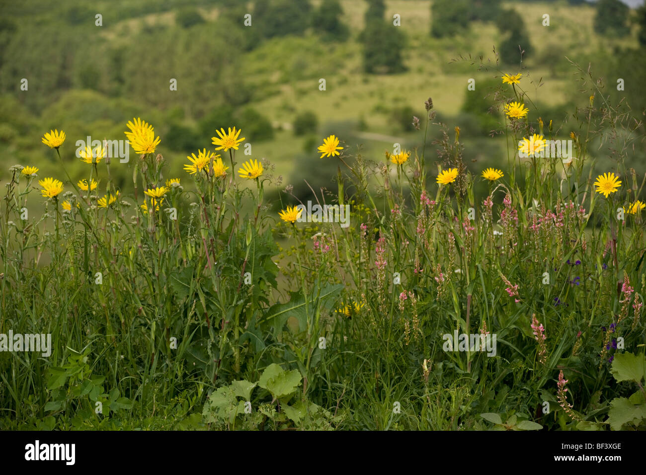 Eastern goat's beard Tragopogon orientalis along roadside near Viscri. Romania Stock Photo