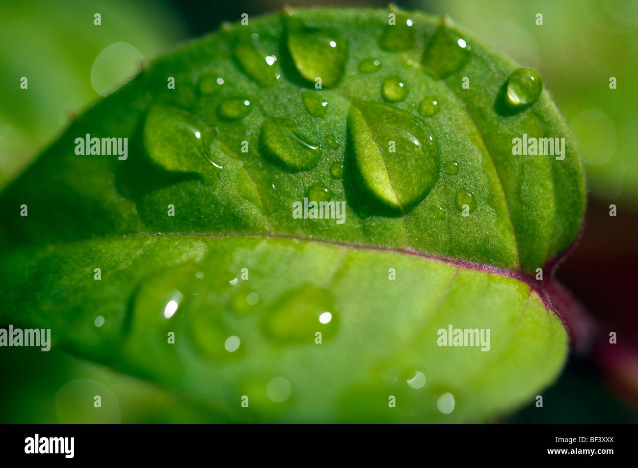 Early morning dew drops gather on the leaves of a plant in the garden of a home in rural England Stock Photo