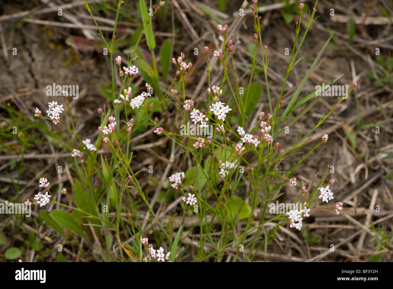 Squinancy wort Asperula cynanchica in flower Stock Photo