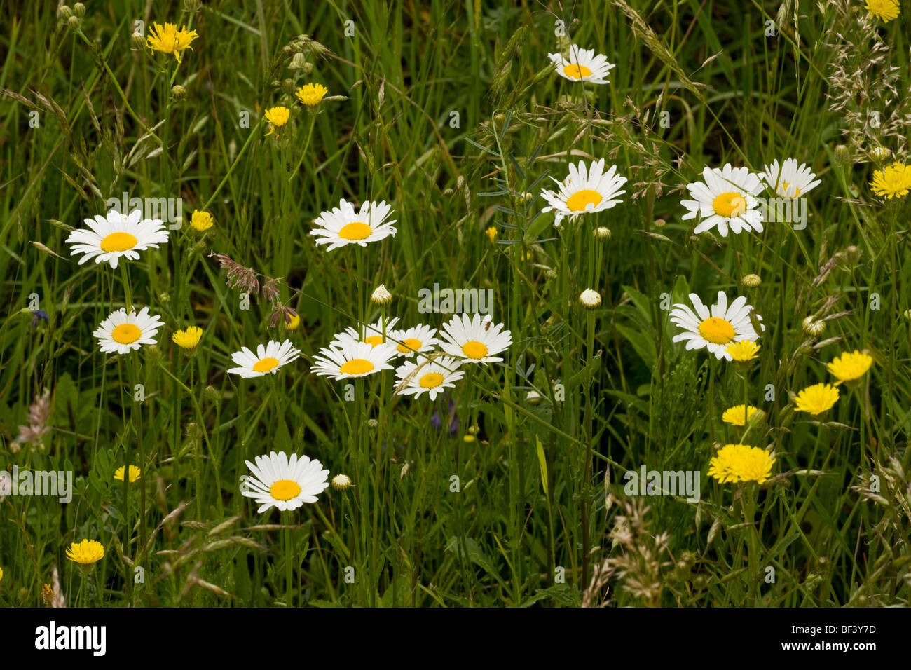 Ox-eye daisies Leucanthemum vulgare = Chrysanthemum vulgare in flowery grassland near Viscri. Stock Photo