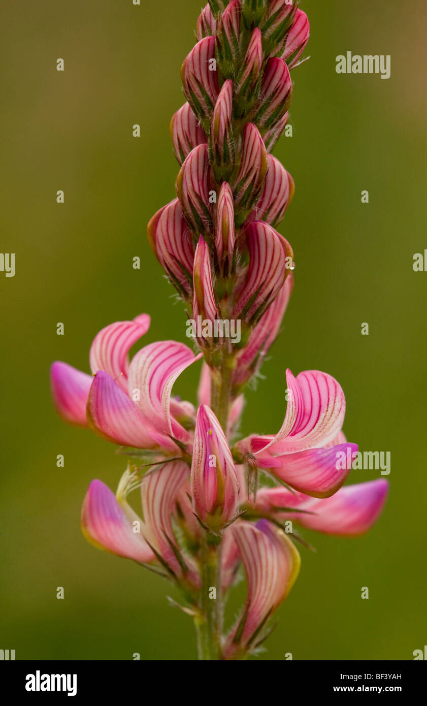 Common sainfoin Onobrychis viciifolia in flower Stock Photo