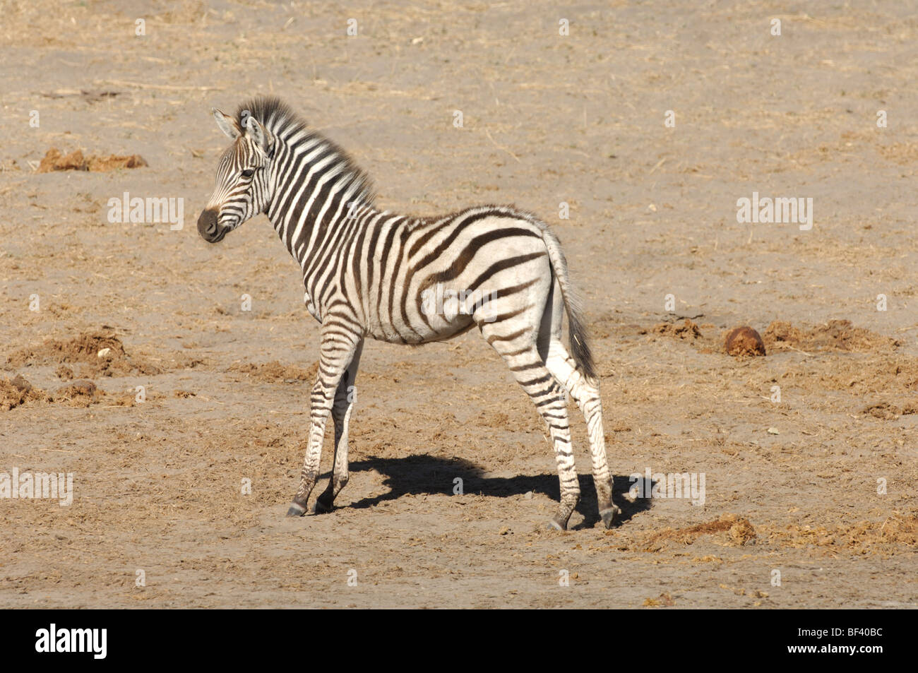 Stock photo of a zebra foal standing in the dirt, Linyanti Reserve, Botswana. Stock Photo