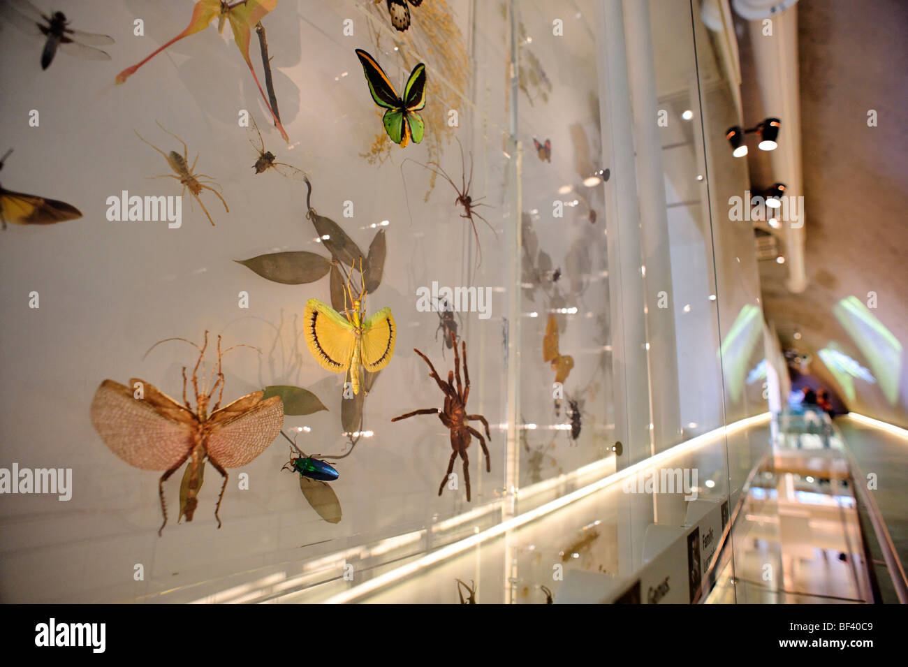 Insect display in the Darwin Centre at the Natural History Museum