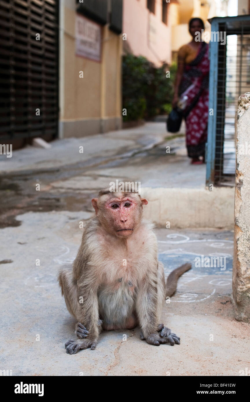Macaca radiata. Male bonnet macaque monkey sitting in an Indian side street. Puttaparthi, Andhra Pradesh, India Stock Photo