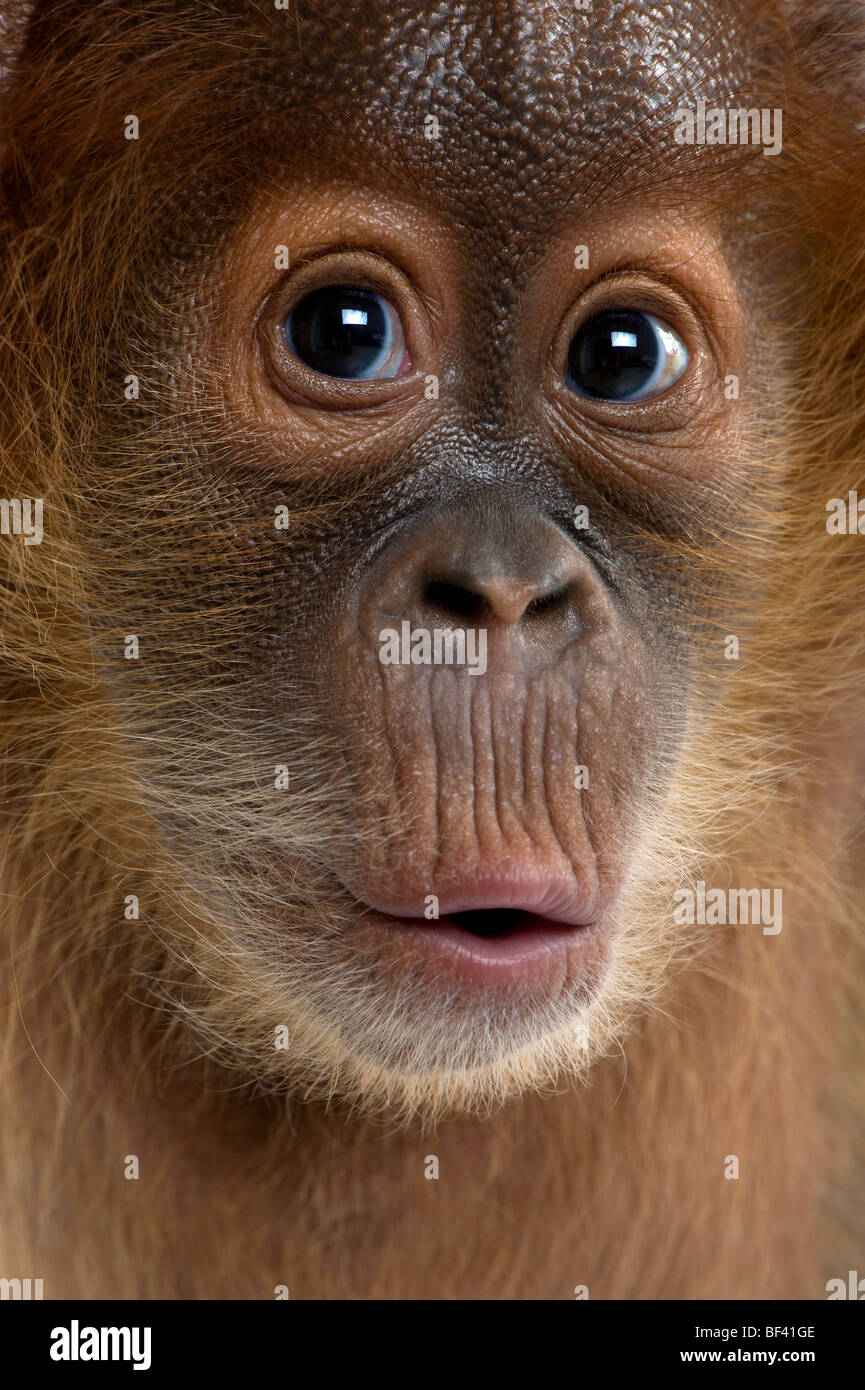 Close-up portrait Baby Sumatran Orangutang, 4 months old Stock Photo