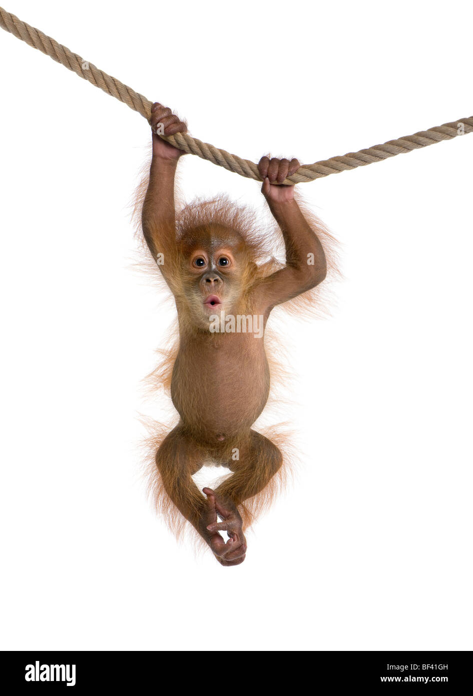 Baby Sumatran Orangutang, 4 months old, hanging on a rope in front of a white background, studio shot Stock Photo