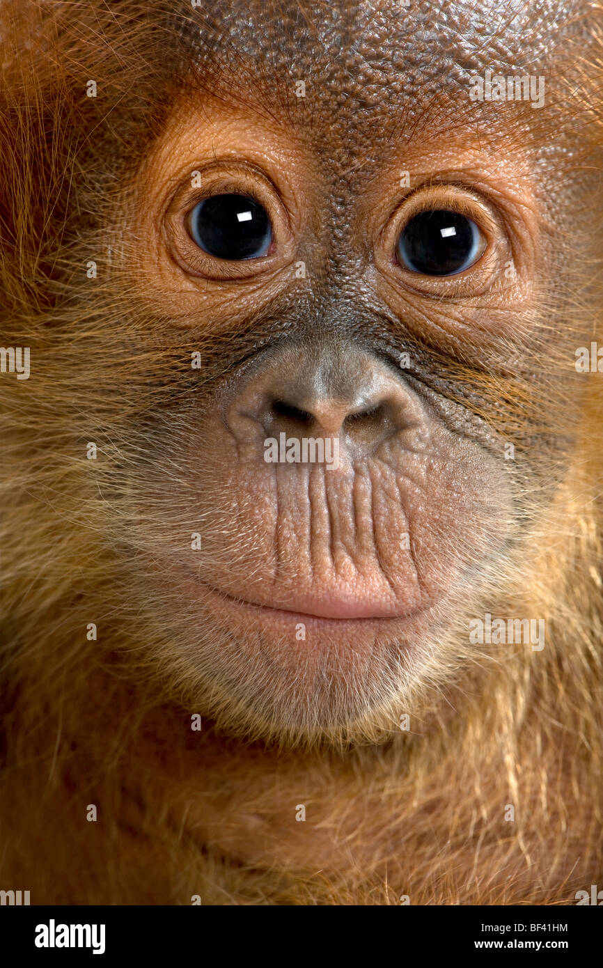 Close-up portrait Baby Sumatran Orangutang, 4 months old Stock Photo