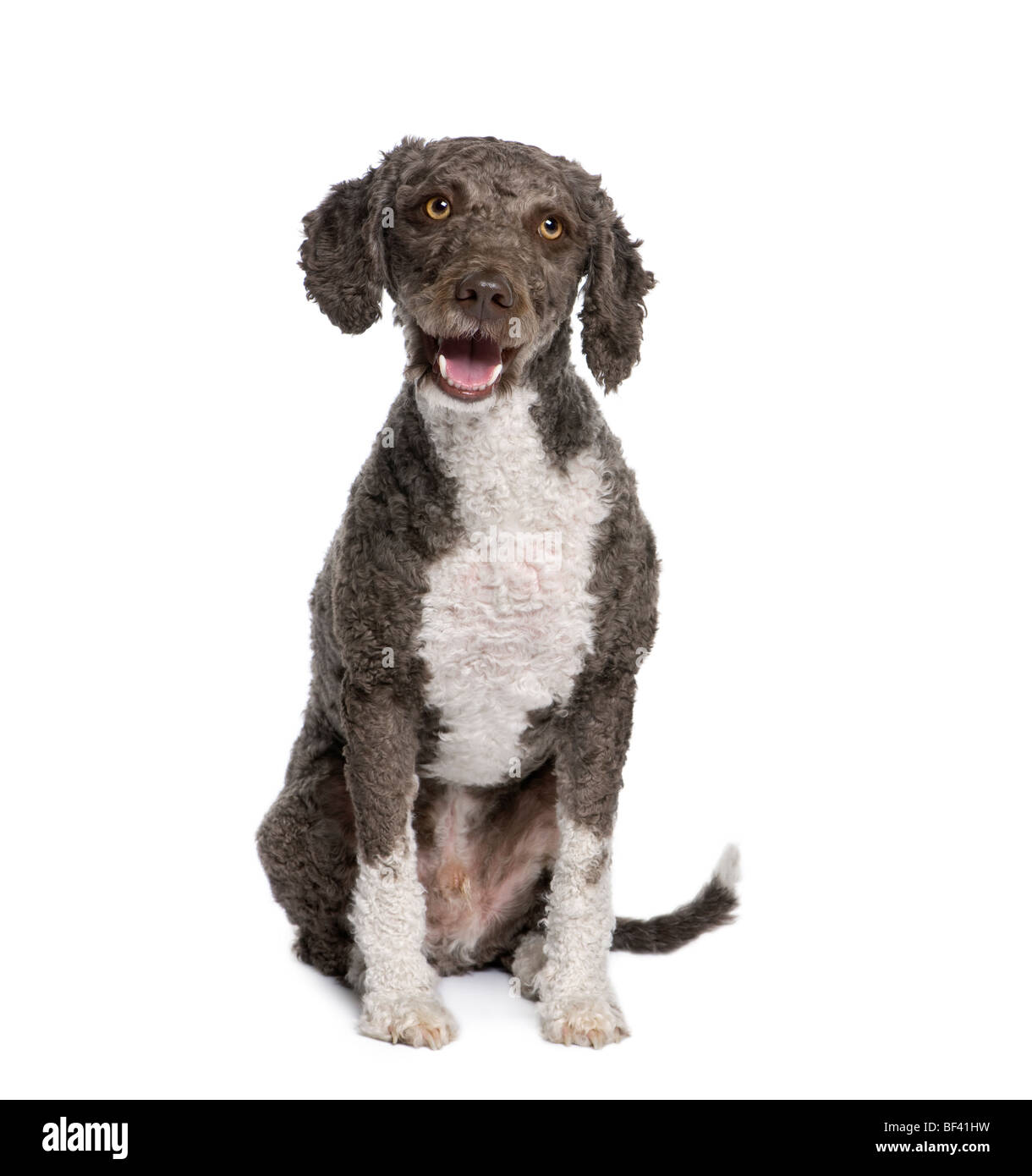 Spanish water spaniel dog, 3 years old, sitting in front of white background, studio shot Stock Photo