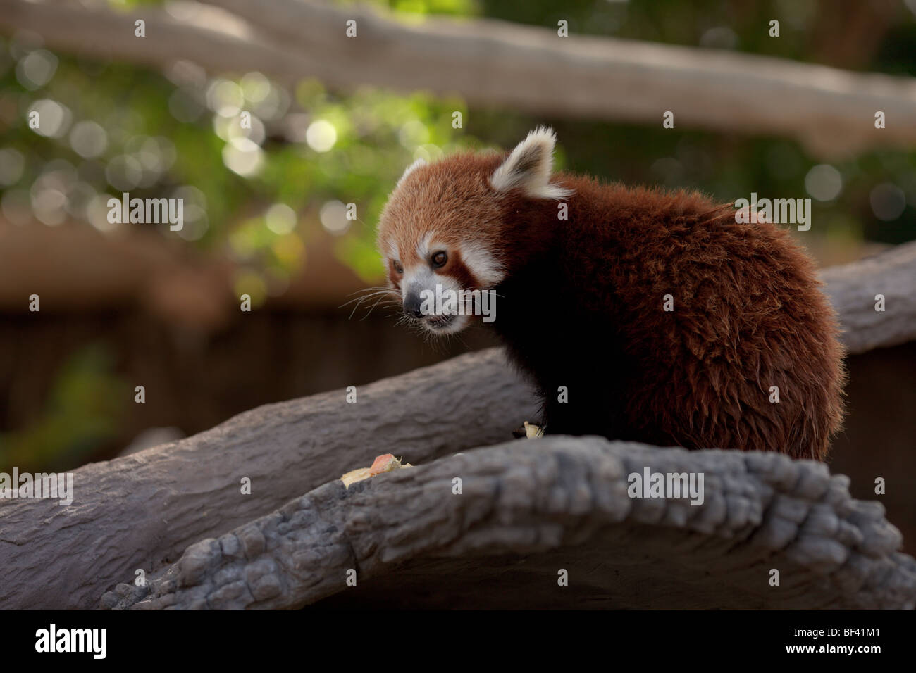 A Red Panda feeding on a varied selection of bamboo and fresh fruit. Stock Photo