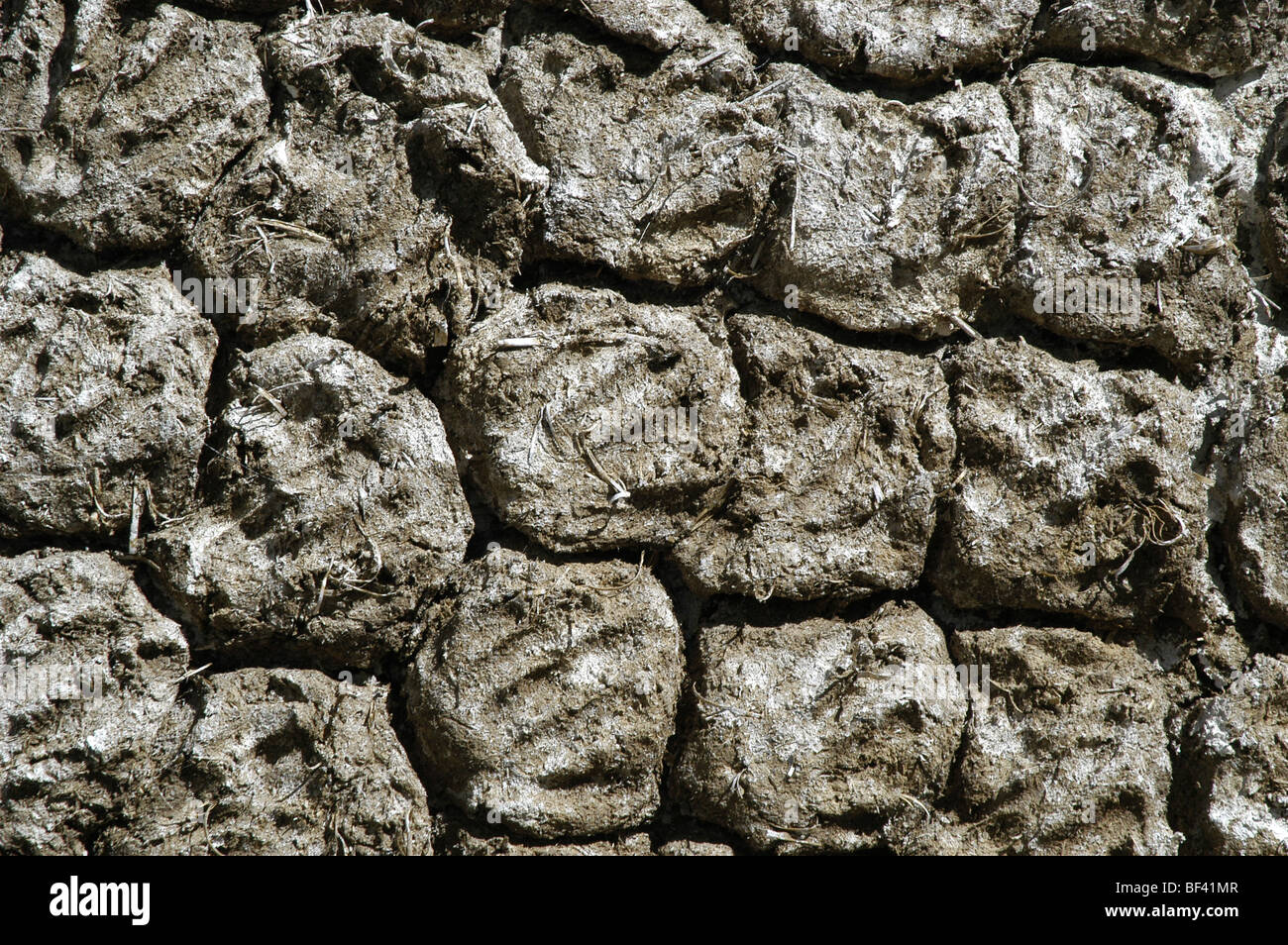 Traditional dried yak dung cakes, handprints stuck to the side of a