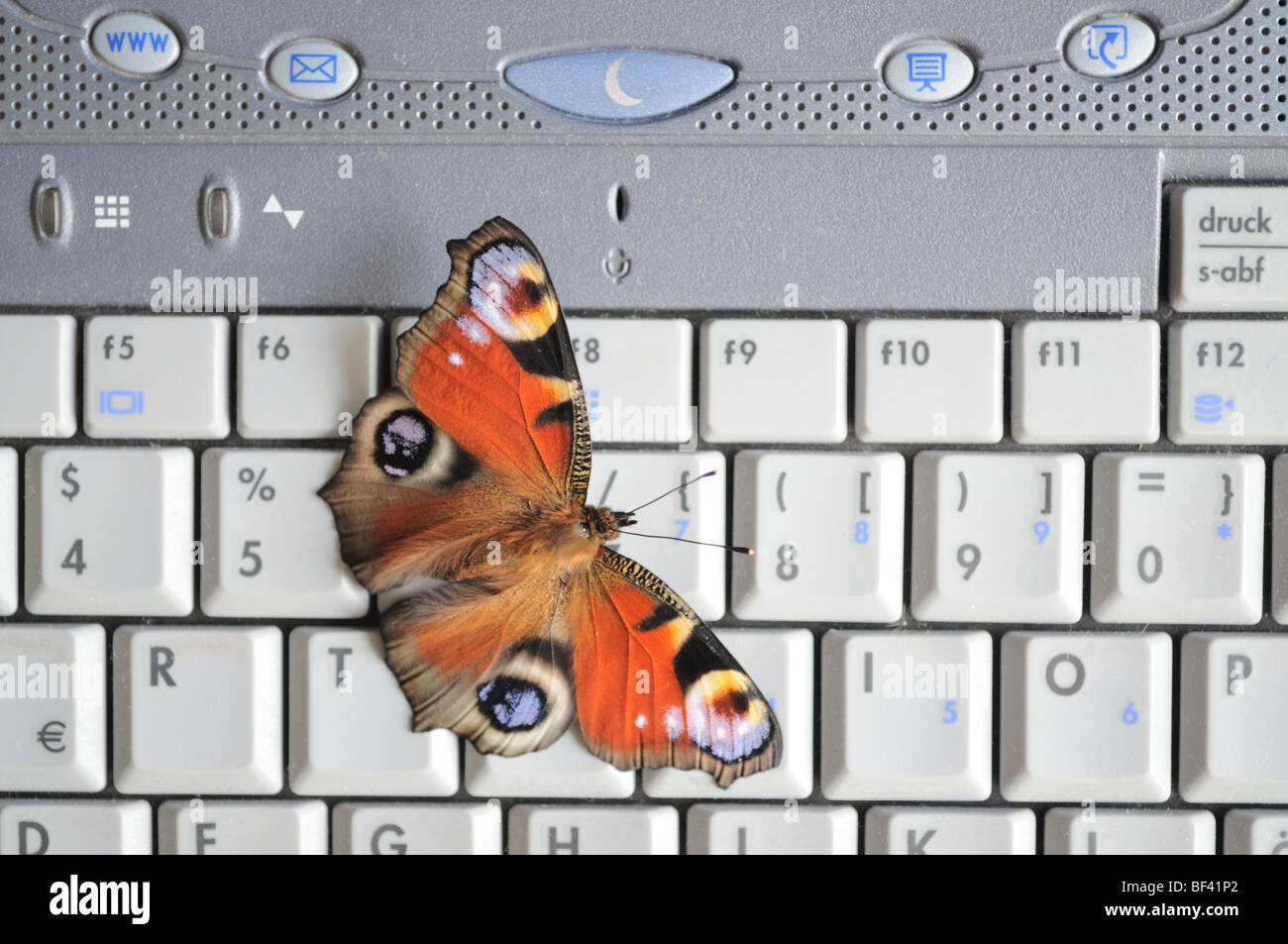 Butterfly on the laptop keyboard Stock Photo Alamy