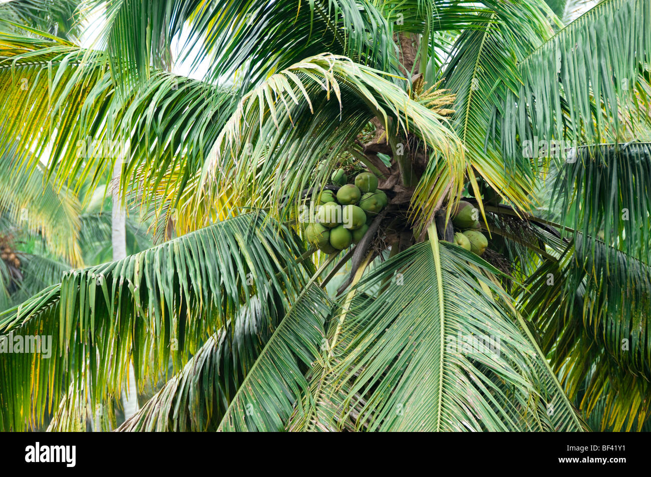 coconut-tree-india-stock-photo-alamy