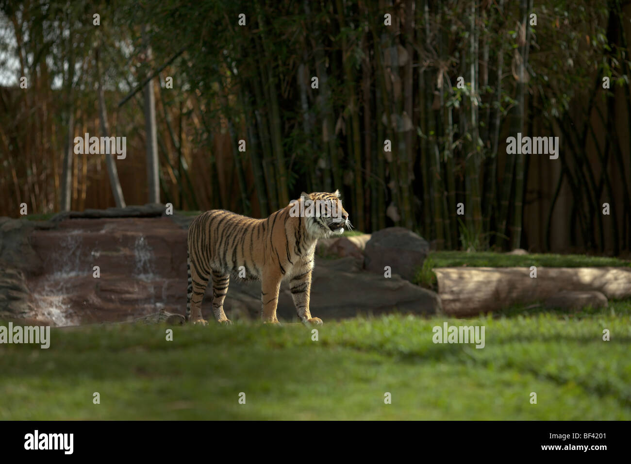 A Sumatran Tiger inside the Tiger Temple enclosure at Australia zoo. Stock Photo