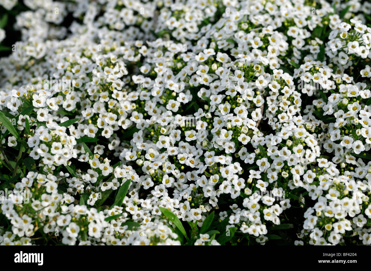 Lobularia maritima Carpet of Snow syn Alyssum cultivar snowdrift white flower bloom blossom annual mass profuse profusion color Stock Photo