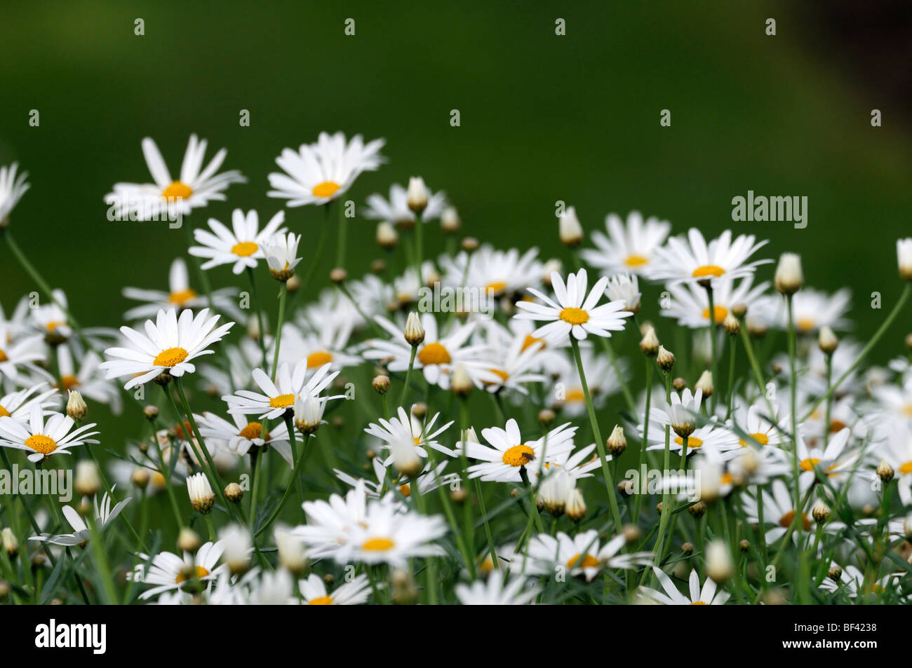argyranthemum frutescens white Marguerite Daisy tender perennial Stock