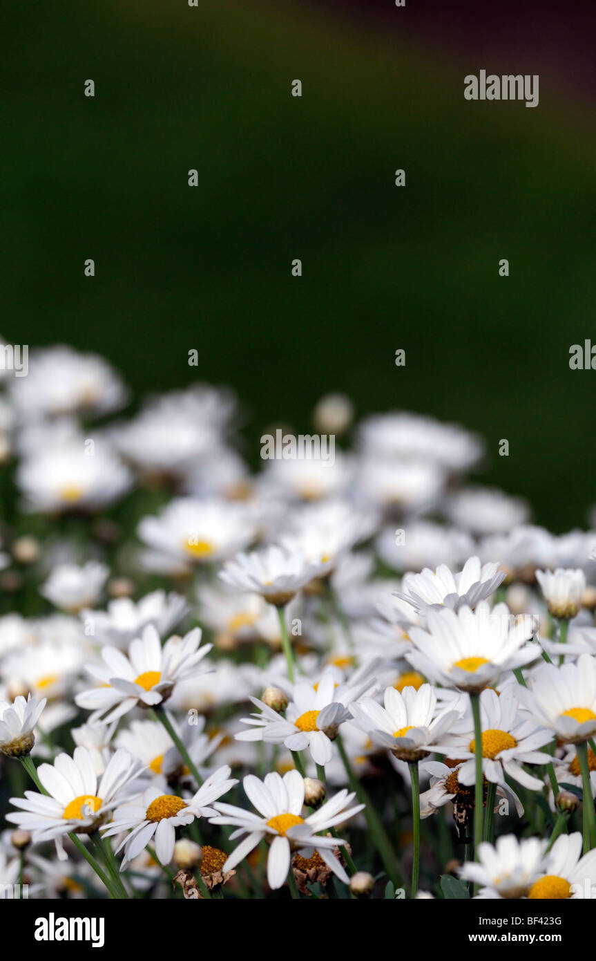 argyranthemum frutescens white Marguerite Daisy tender perennial Stock