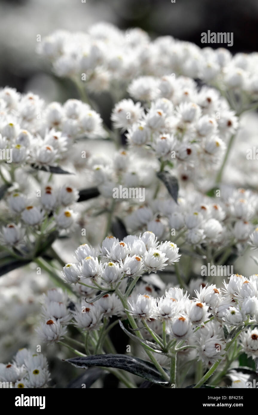 Pearly Everlasting Anaphalis triplinervis white flowers flower bloom blossom clump forming herbaceous perennial Stock Photo