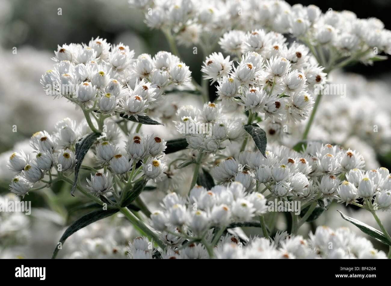 Pearly Everlasting Anaphalis triplinervis white flowers flower bloom blossom clump forming herbaceous perennial Stock Photo