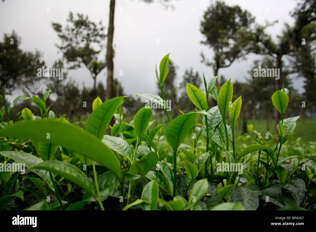 Tea plantation,tea leaves,munnar tea plantation,green tea leaves,rich