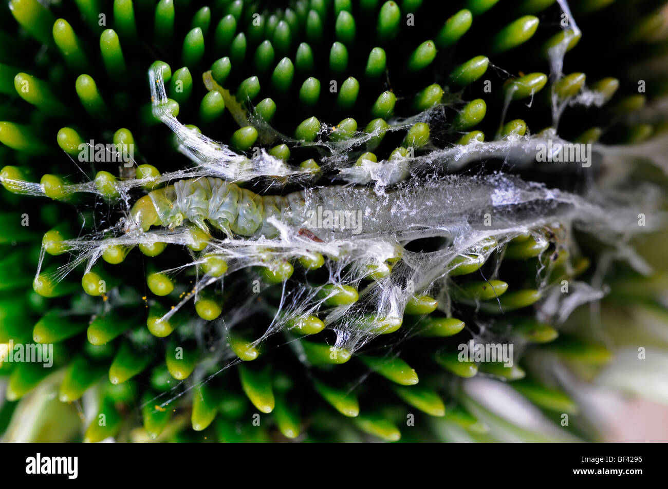 small white caterpillar larva larval weaving weave make making cocoon nest  pest destroy echinacea flower head bud Stock Photo