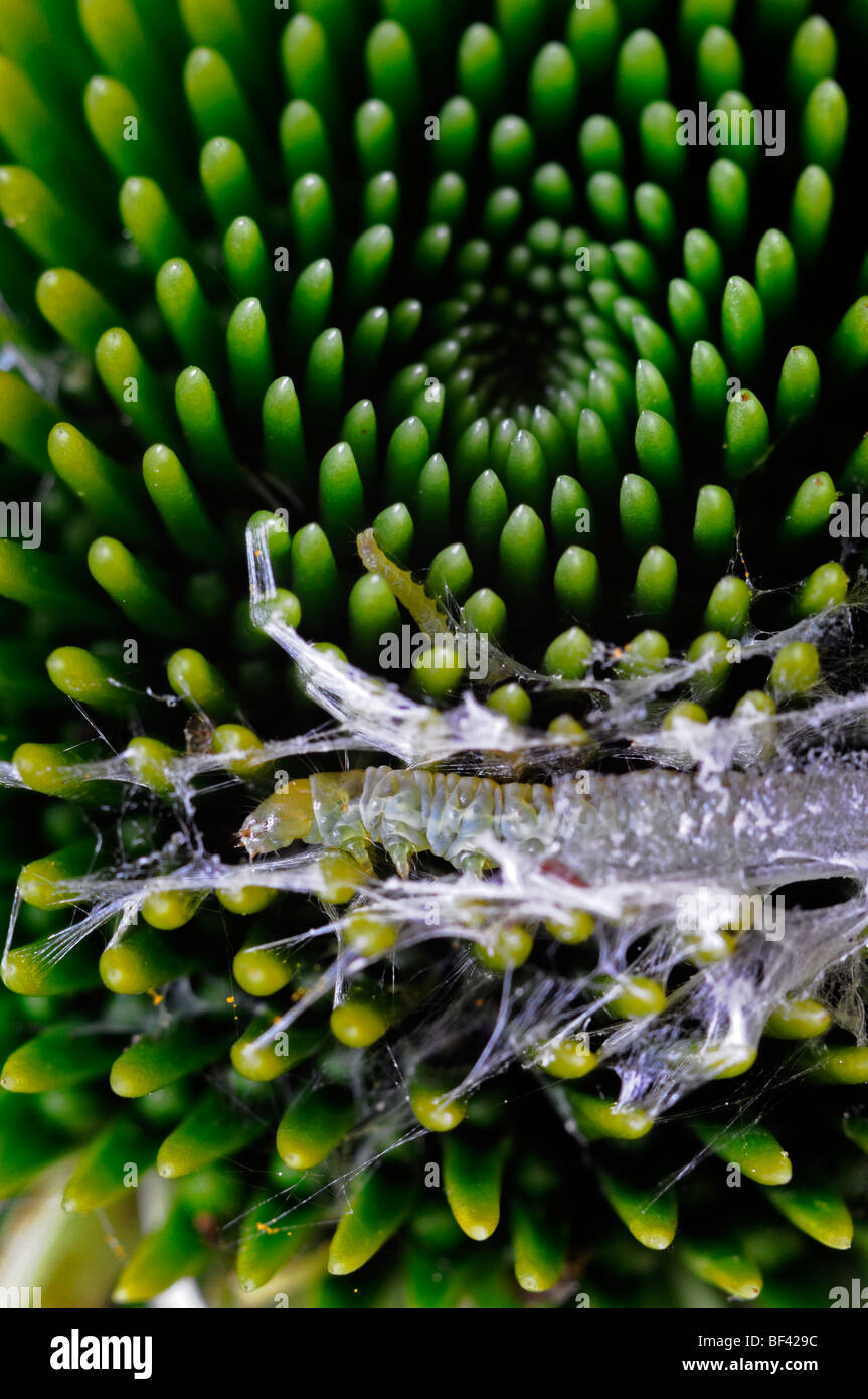 small white caterpillar larva larval weaving weave make making cocoon nest  pest destroy echinacea flower head bud Stock Photo