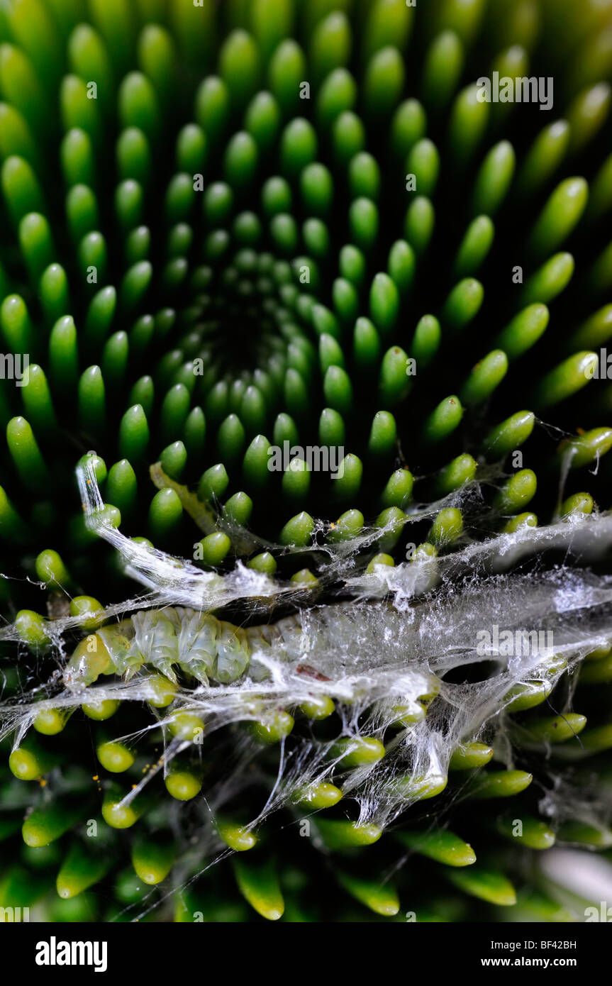 small white caterpillar larva larval weaving weave make making cocoon nest  pest destroy echinacea flower head bud Stock Photo