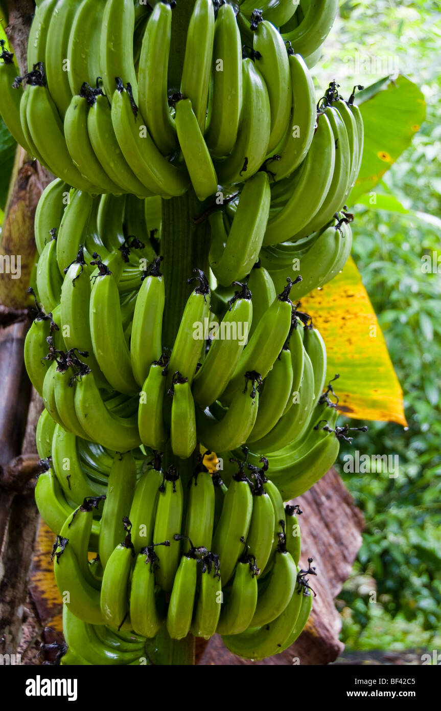 Banana tree Musa spec Stock Photo