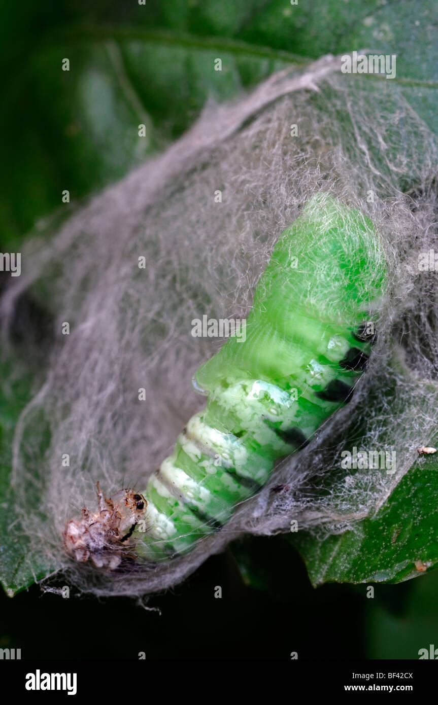 green caterpillar pupa pupate pupating larva larval silk web cocoon rest resting cross section sectional view look inside hidden Stock Photo