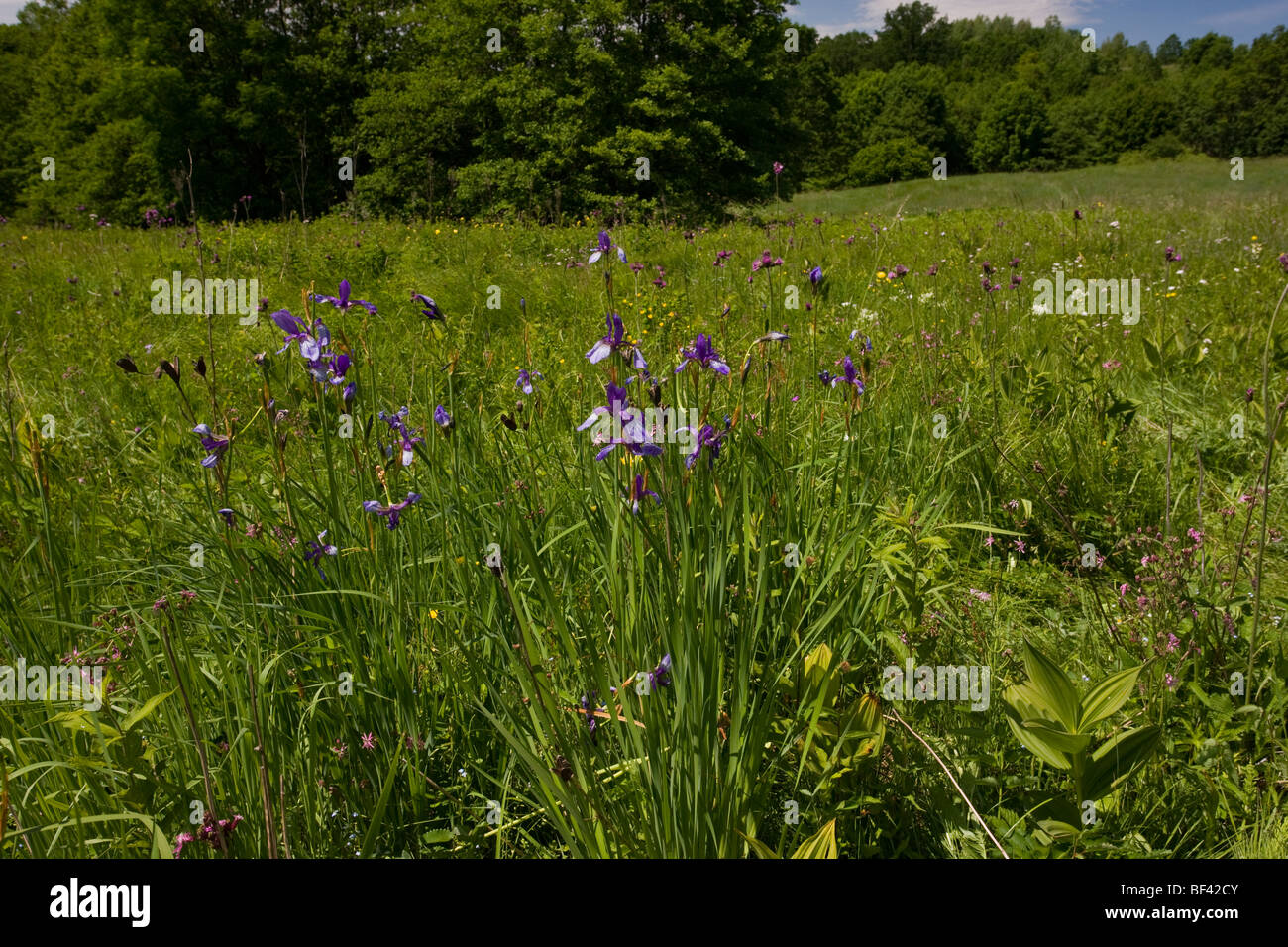 Wild irises Iris sibirica in damp flowery meadow above the Varghiz gorge, Romania. Stock Photo