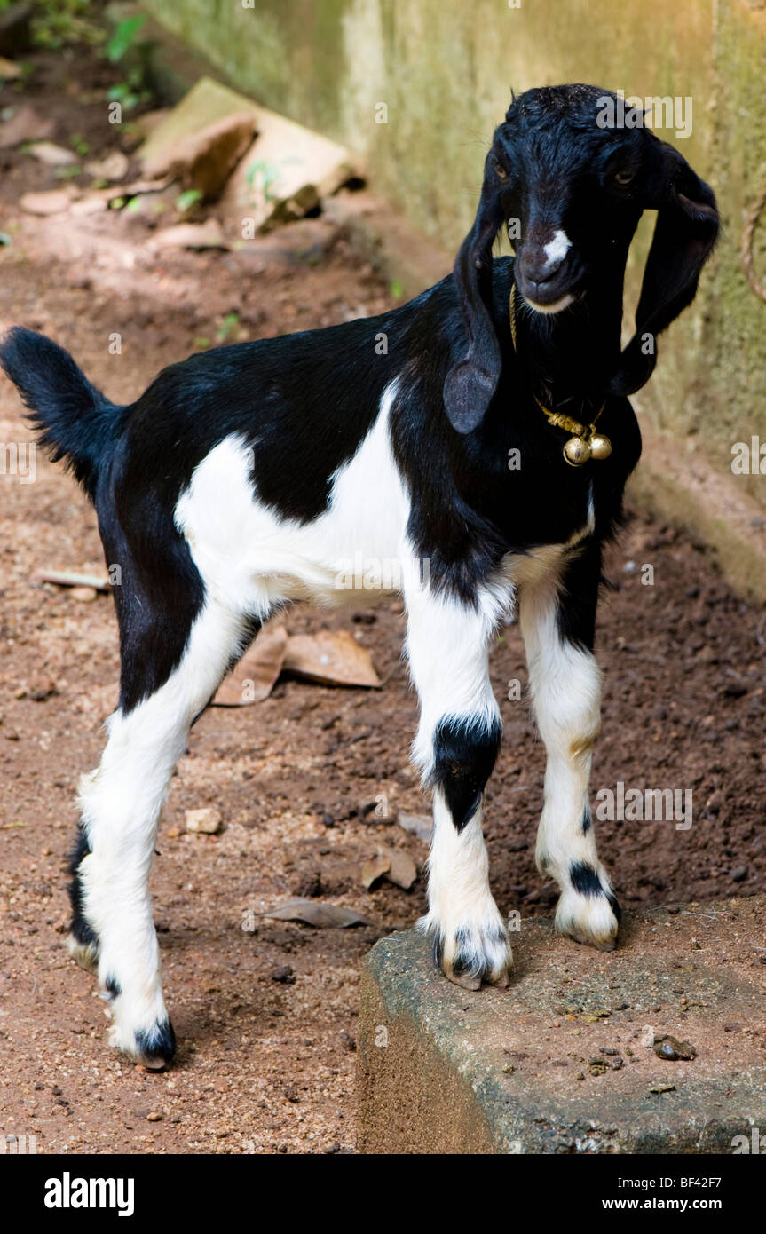 Goat, India Stock Photo