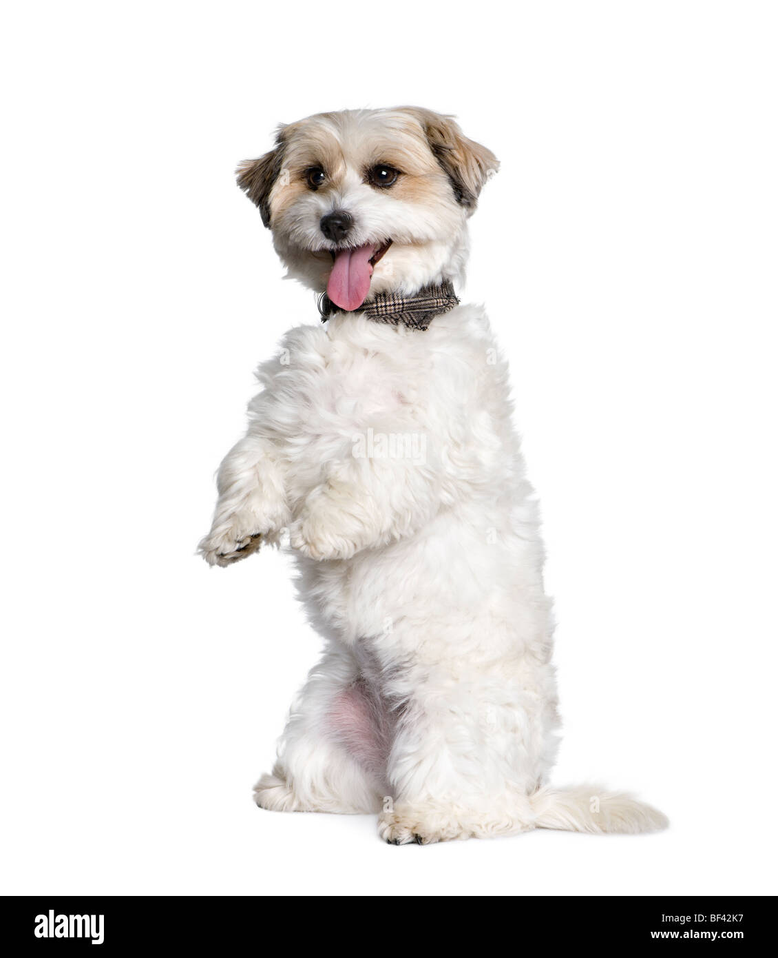 Mixed-Breed Dog between a Bichon and a Jack Russell standing on hind legs, 7 years old, in front of white background Stock Photo