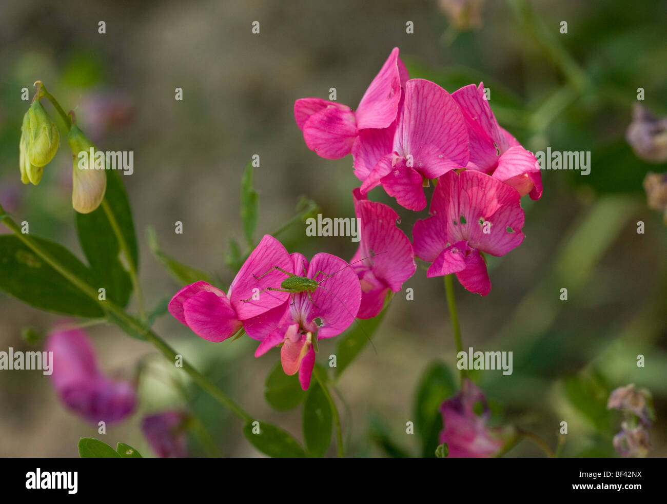 Tuberous Pea or Fyfield Pea Lathyrus tuberosus in flower; french Alps, France. Stock Photo