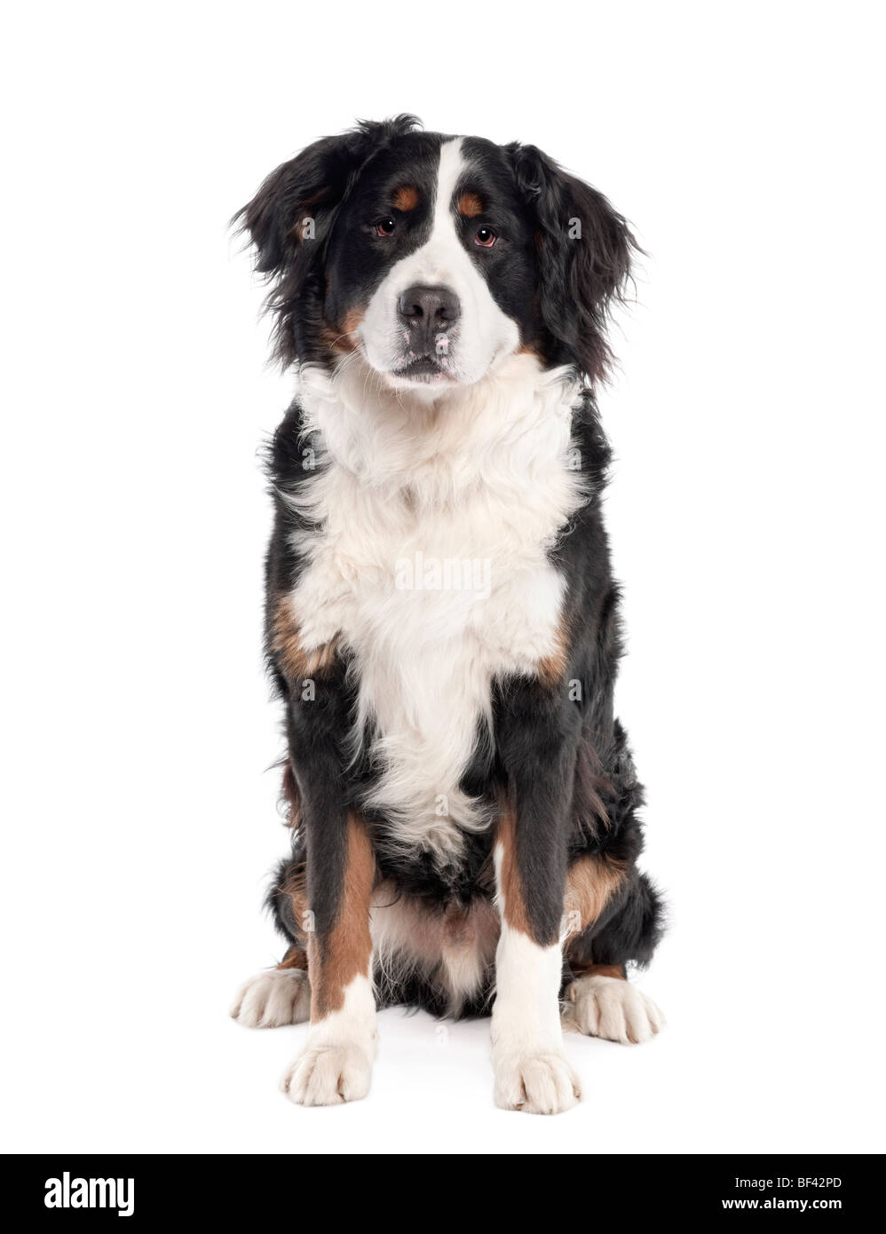Portrait of Bernese mountain dog sitting in front of white background ...