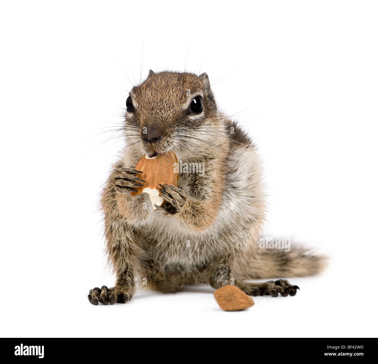Ground squirrel eating nuts in front of white background, studio shot Stock Photo