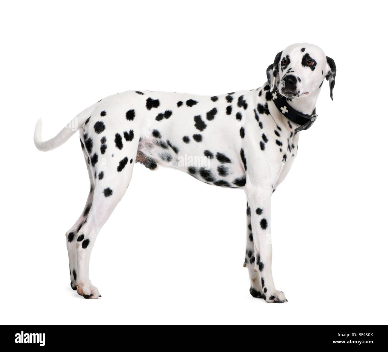 Dalmatian, 2 years old, standing in front of white background, studio shot Stock Photo