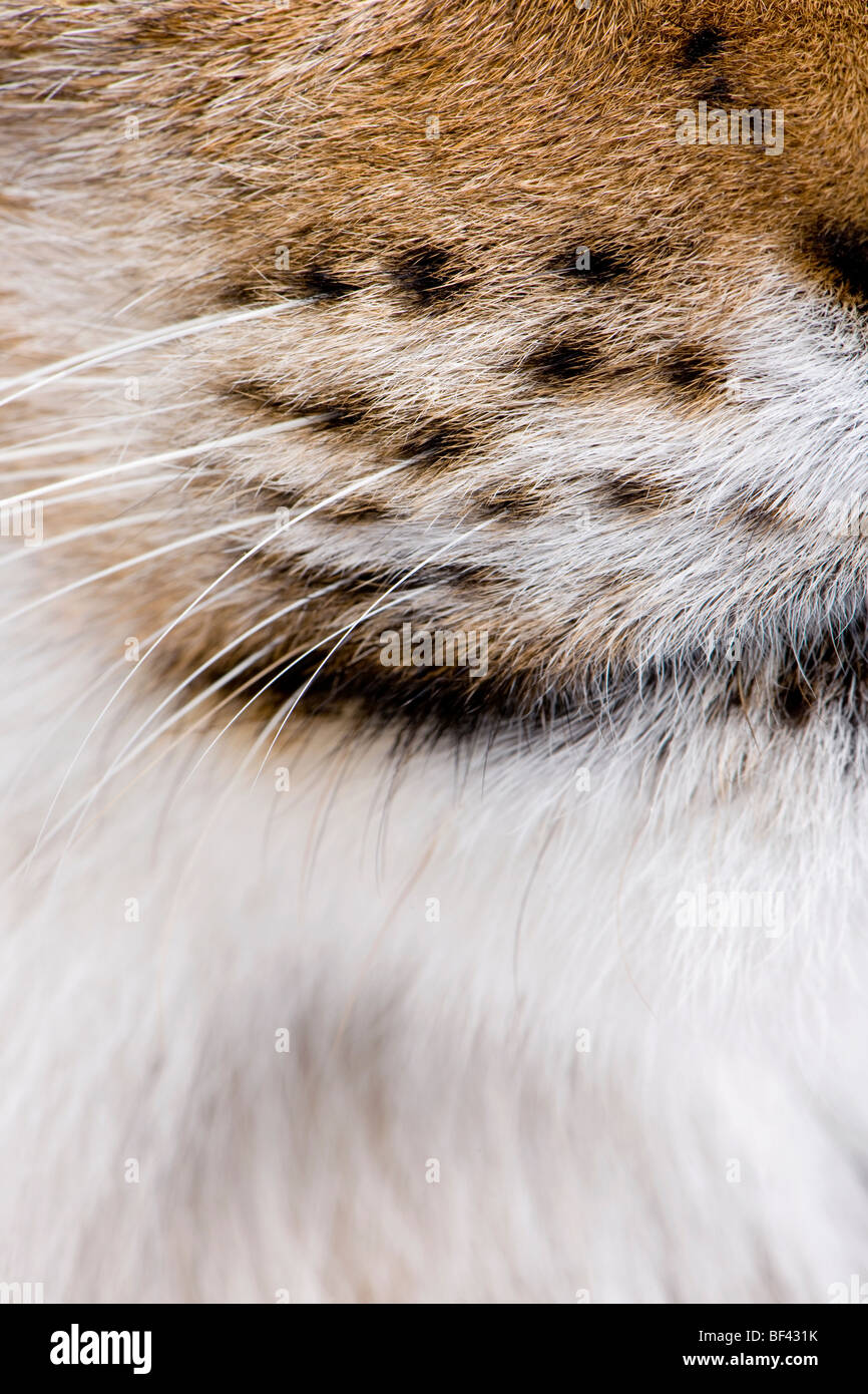 Close-up of Eurasian Lynx whiskers, Lynx lynx, 5 years old Stock Photo
