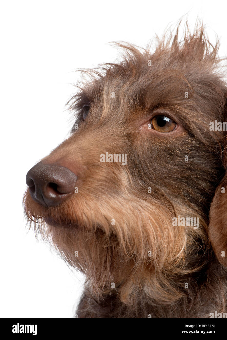 Brown Wire-haired Dachshund, 3 years old, in front of a white background, studio shot Stock Photo