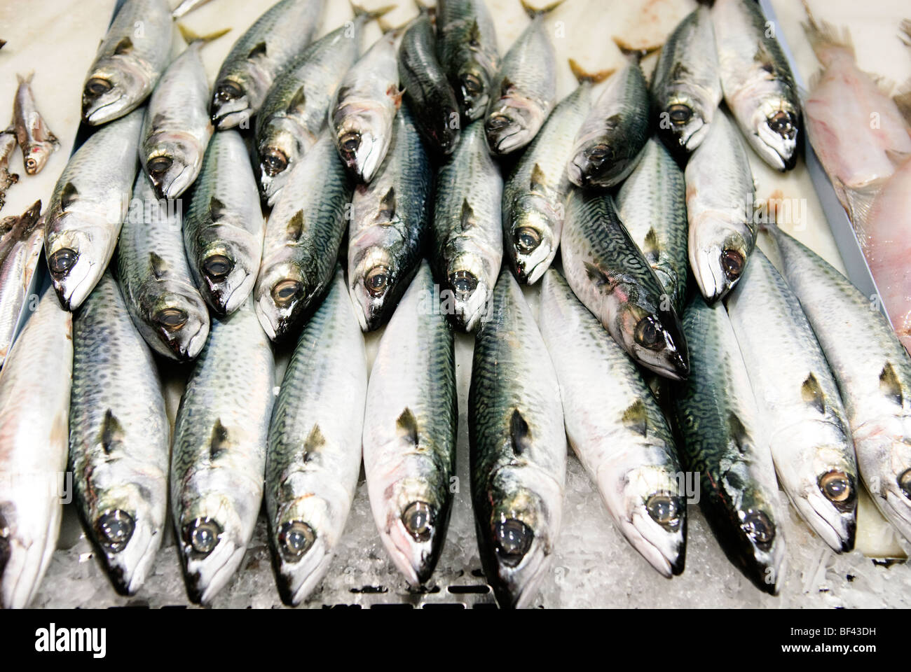 fresh mackerel on ice Stock Photo
