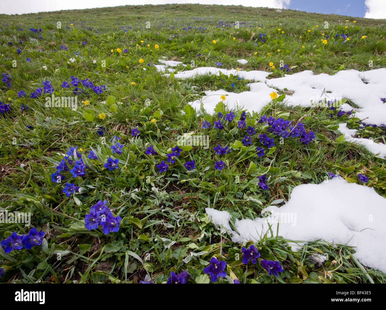 Flowery species-rich pastures with masses of trumpet gentians Gentiana acaulis Col d'Agnel, Queyras Natural Regional Park alps Stock Photo