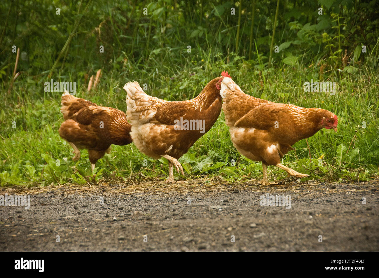 Three brown free-change chickens roaming the on a dirt tracking in the British countryside. Stock Photo