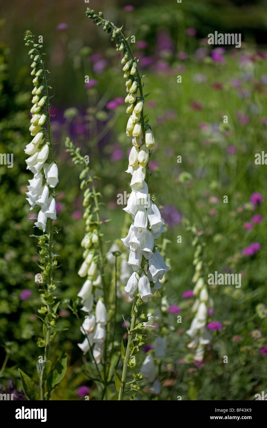 Digitalis purpurea f albiflora hires stock photography and images Alamy