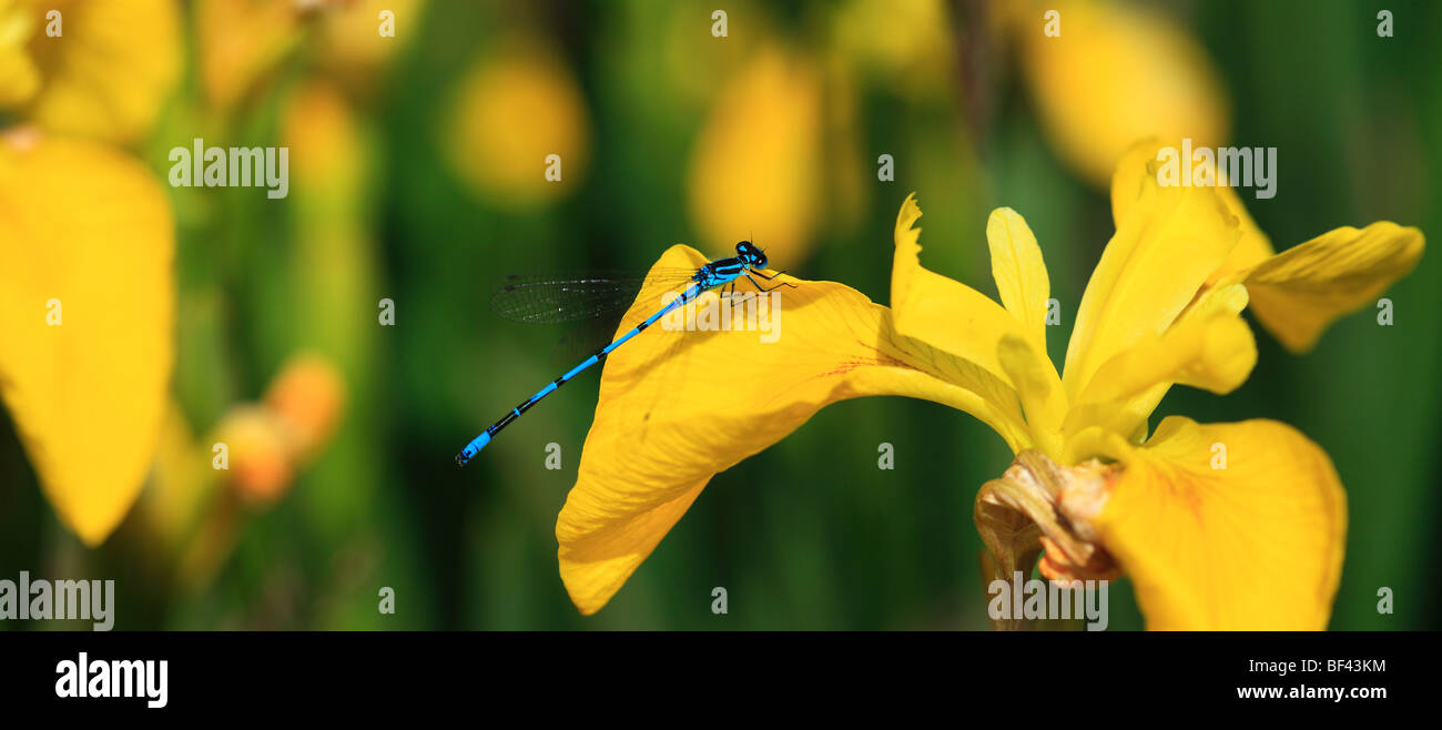 Damselfly resting on a bright yellow Flag Iris Stock Photo - Alamy
