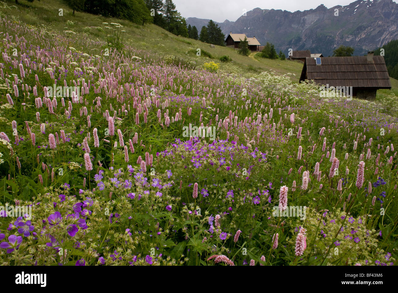 Species-rich flowery pasture, with Bistort Polygonum bistorta, Wood Cranesbill Narreyroux valley  Ecrins National Park, alps Stock Photo