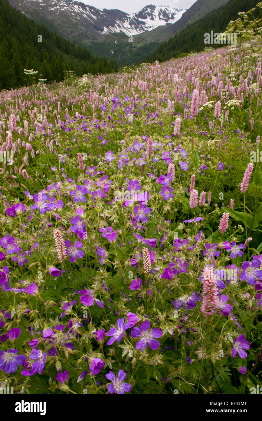 Species-rich flowery pasture, with Bistort Polygonum bistorta, Wood Cranesbill Narreyroux valley ,Ecrins National Park, alps Stock Photo