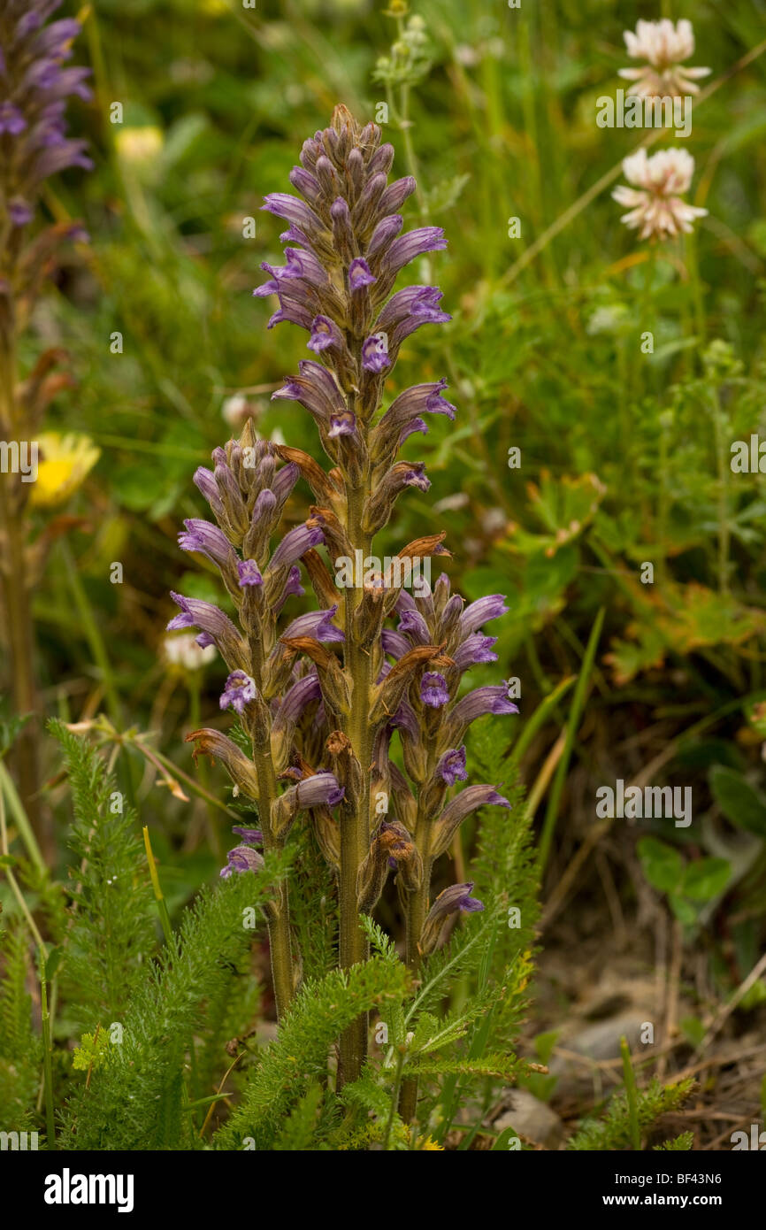 Purple broomrape, Orobanche purpurea on yarrow; Ecrins National Park, French Alps, France Stock Photo
