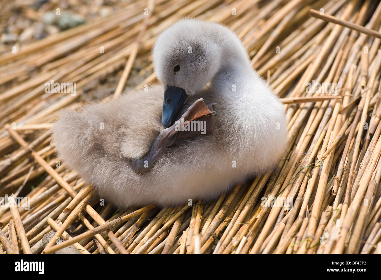 Cygnet on a nest Abbotsbury Swannery Dorset England Stock Photo