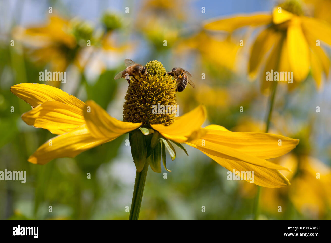 Bees gathering pollen on Rudbeckia nitida 'Herbstonne' on a sunny summer day Stock Photo